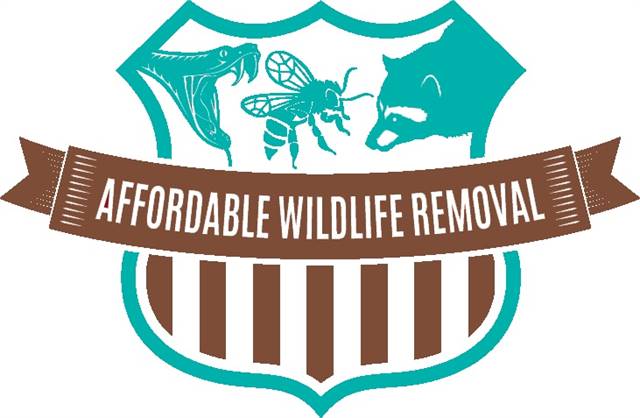 Affordable Wildlife Removal Orlando