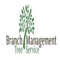 https://aztreedoctor.com/ Tree   Service